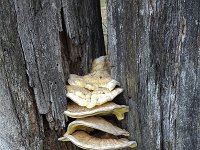 False tinder fungus